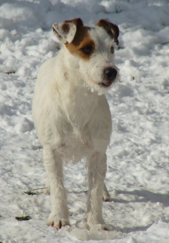 Marilou de la clé aux loups