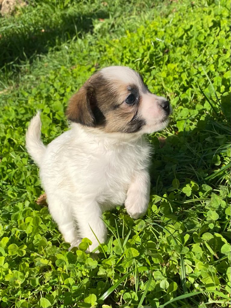 de la clé aux loups - Chiot disponible  - Jack Russell Terrier