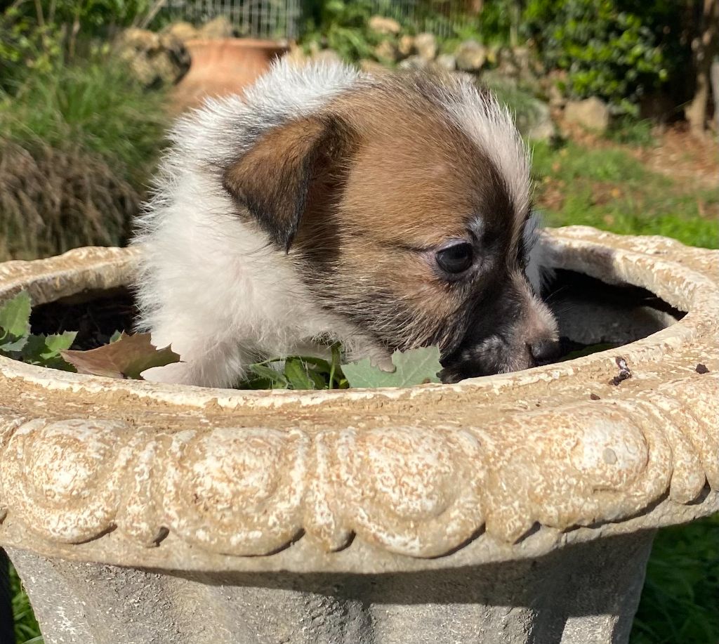 de la clé aux loups - Chiot disponible  - Jack Russell Terrier