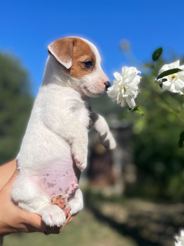 chiot Jack Russell Terrier de la clé aux loups