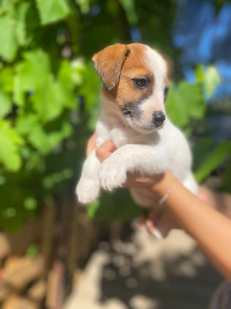 de la clé aux loups - Chiot disponible  - Jack Russell Terrier