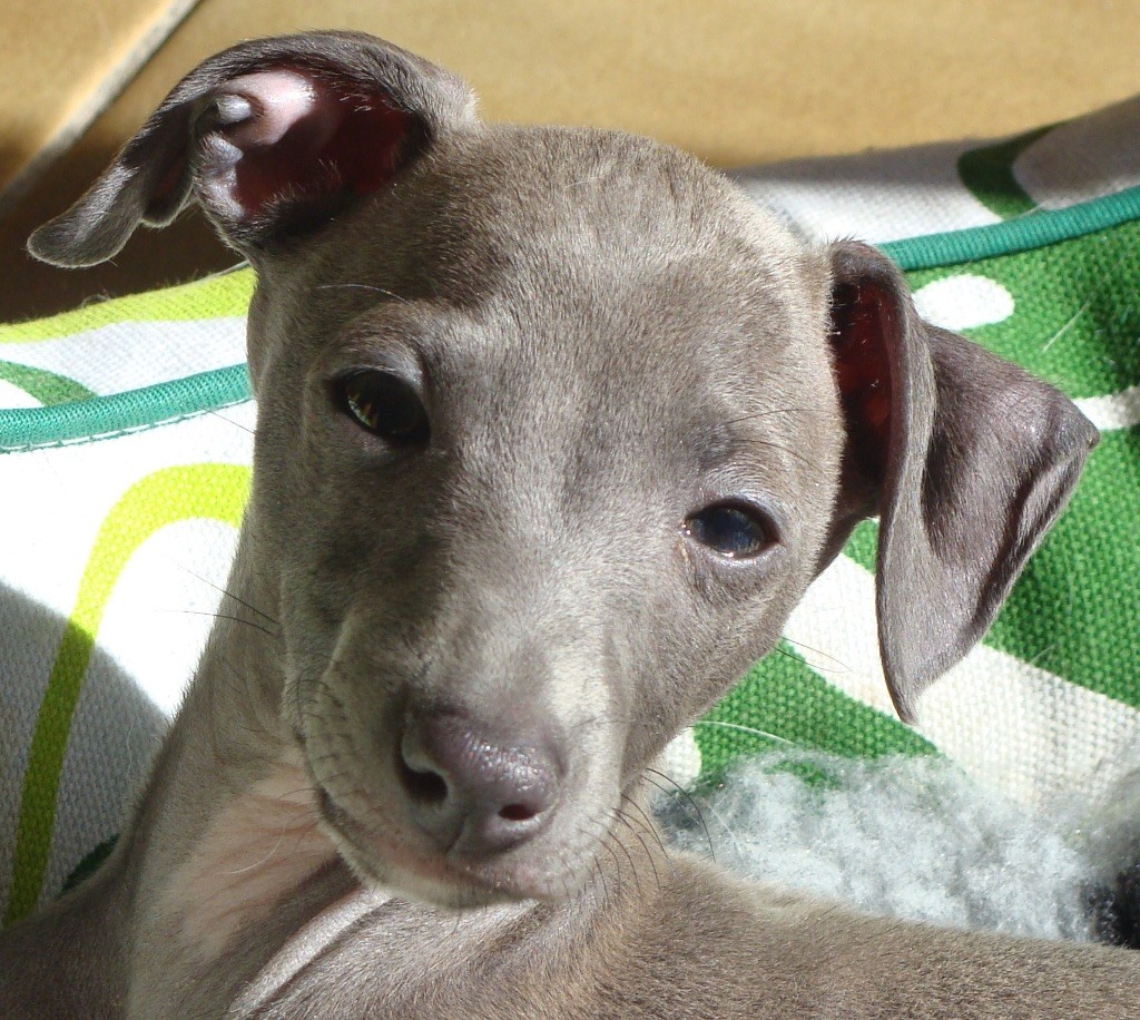 chiot Petit Levrier Italien de la clé aux loups