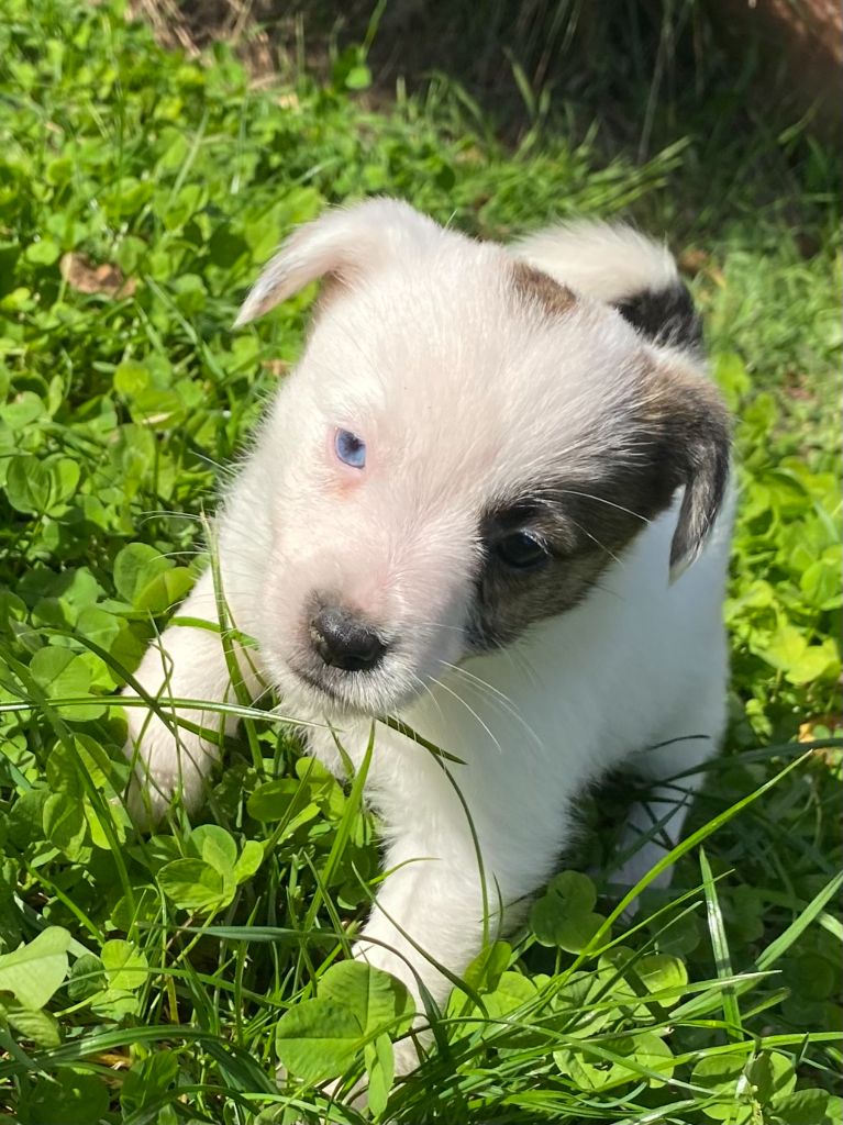 de la clé aux loups - Chiot disponible  - Jack Russell Terrier