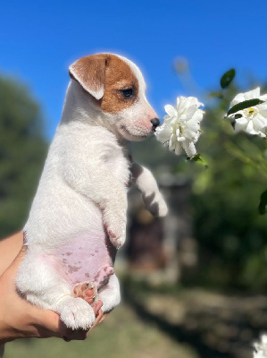 de la clé aux loups - Jack Russell Terrier - Portée née le 29/04/2024