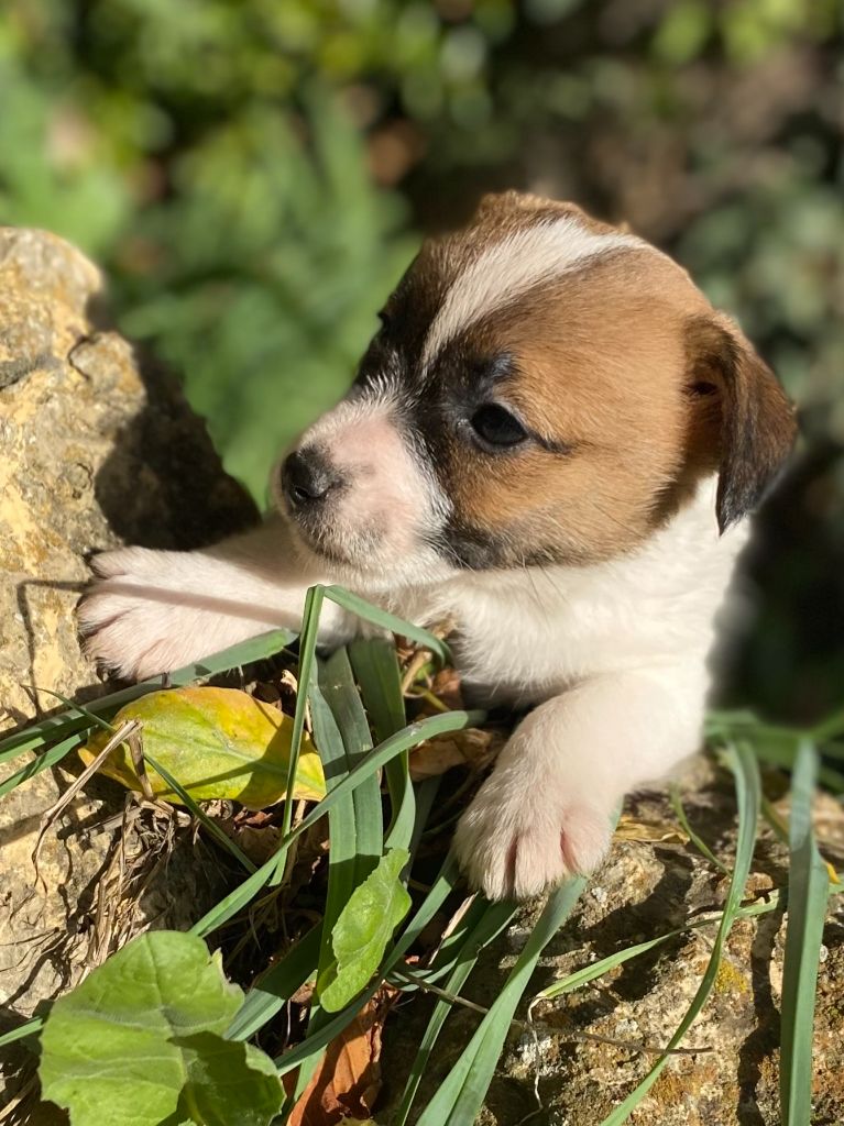 de la clé aux loups - Chiot disponible  - Jack Russell Terrier