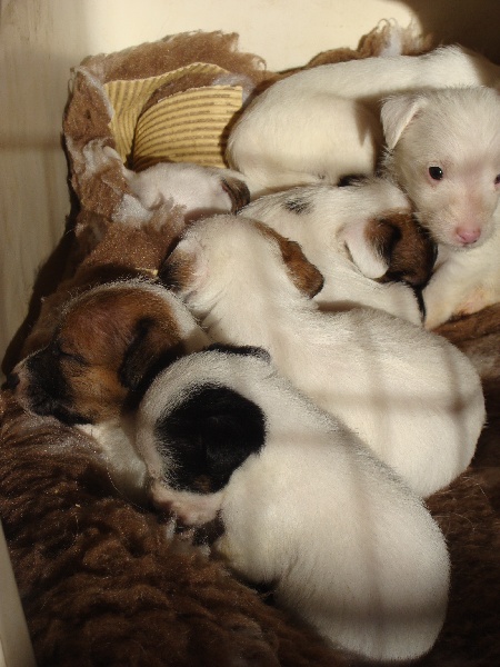 de la clé aux loups - Jack Russell Terrier - Portée née le 21/12/2011