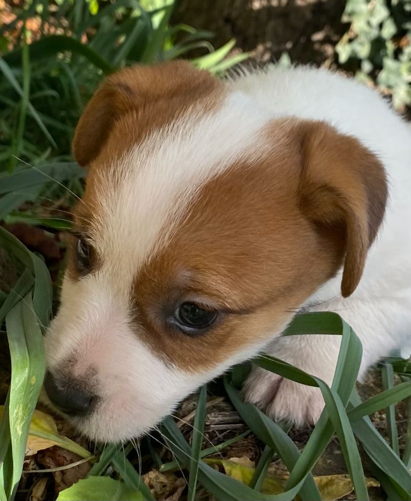 de la clé aux loups - Chiot disponible  - Jack Russell Terrier