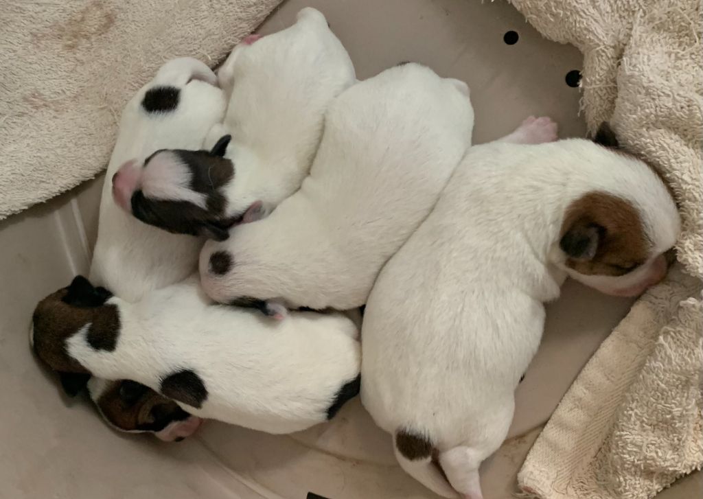 chiot Jack Russell Terrier de la clé aux loups