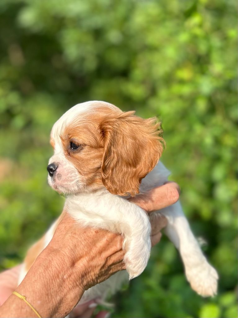 de la clé aux loups - MERVEILLEUX CHIOTS DISPONIBLES SEPT 2024