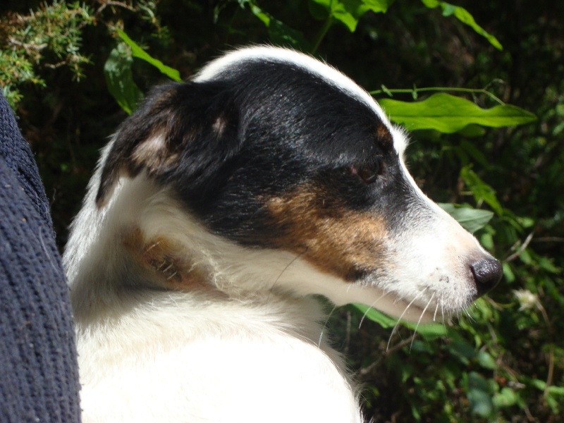 de la clé aux loups - Jack Russell Terrier - Portée née le 10/03/2012