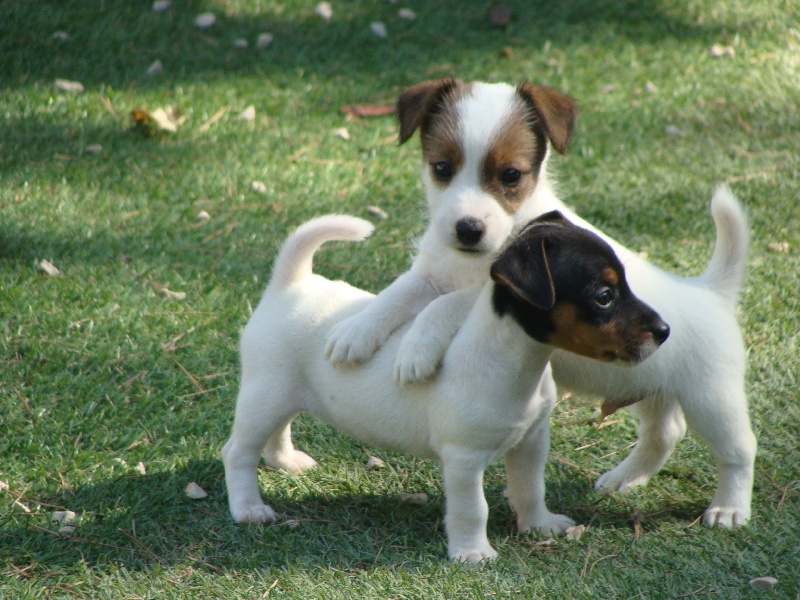 de la clé aux loups - Jack Russell Terrier - Portée née le 05/07/2012